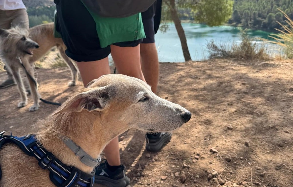 ruta-perro-lagunas-ruidera